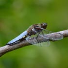 broad bodied chaser